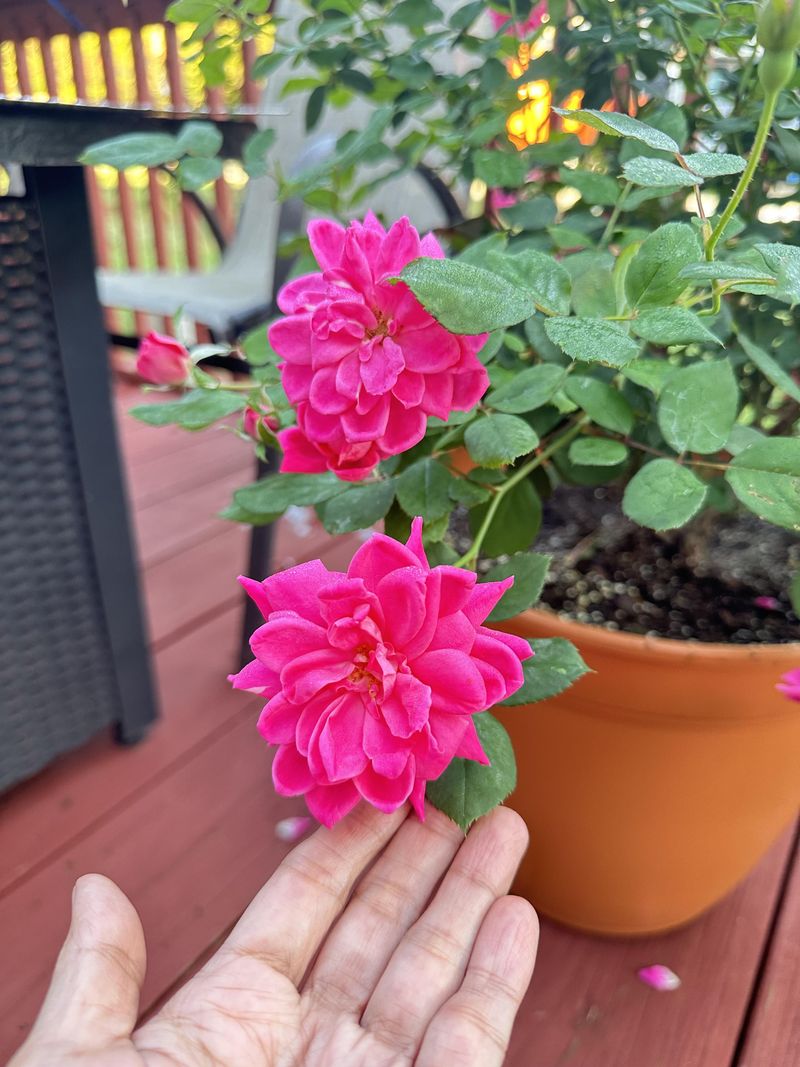 Fast Action Protects New Rose Growth Fast Action Protects New Rose Growth