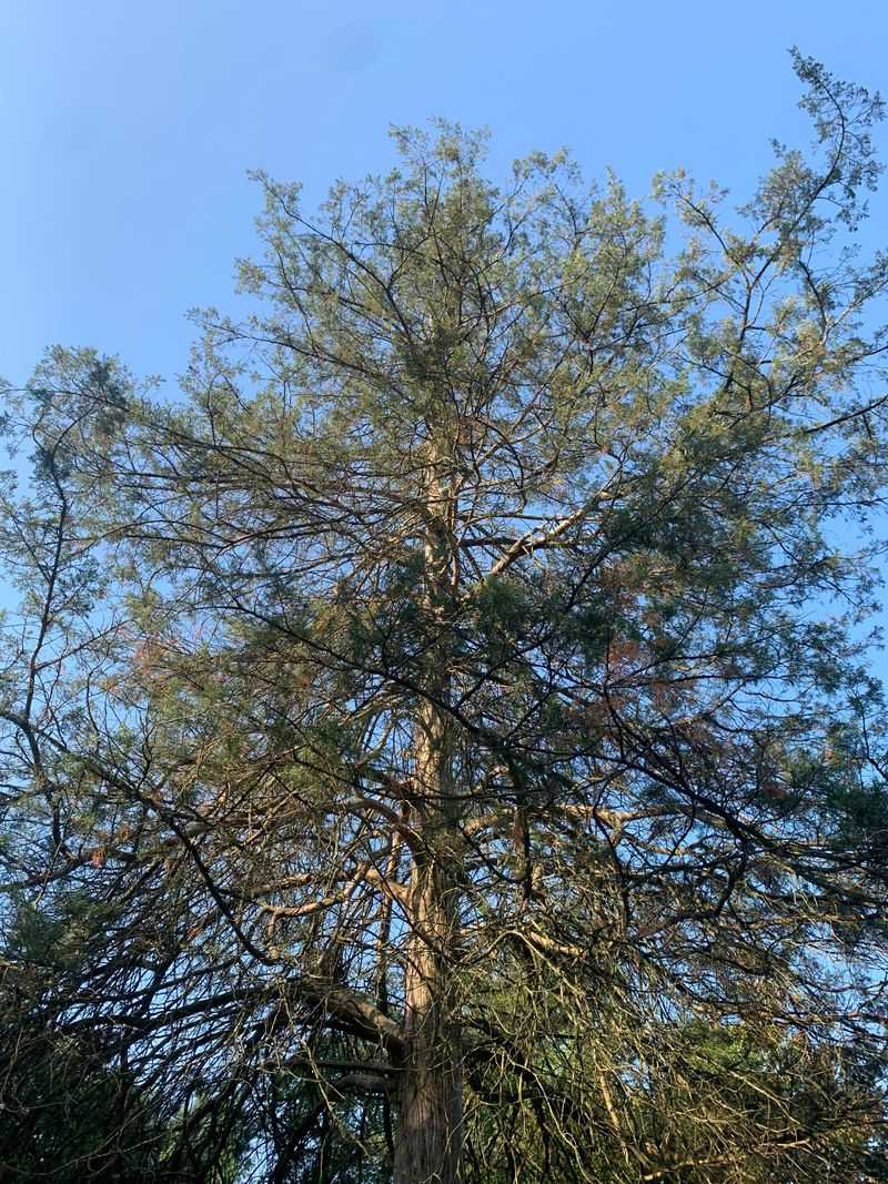 Fast Canopy Thinning Needs Expert Eyes
