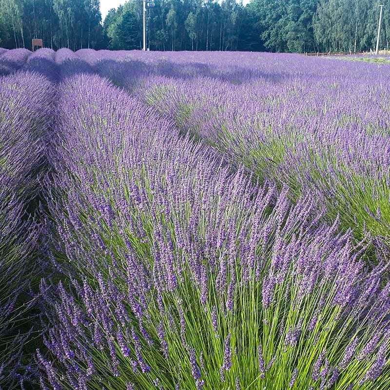Fast Drainage Matters More Than Frequent Watering