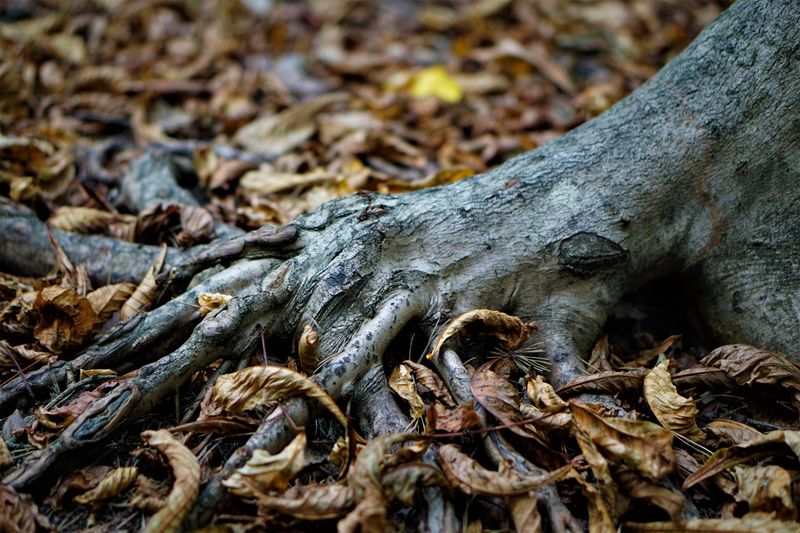 Fast Drainage Prevents Root Rot In Floods Fast Drainage Prevents Root Rot In Floods