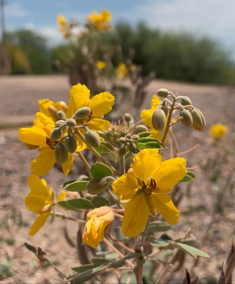 Fast-Draining Soil Prevents Root Problems