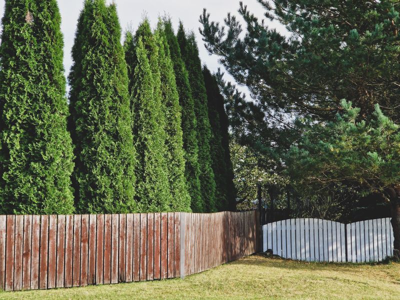 Fast-Growing Conifers Give Instant Privacy Without Waiting Years For A Screen Fast-Growing Conifers Give Instant Privacy Without Waiting Years For A Screen