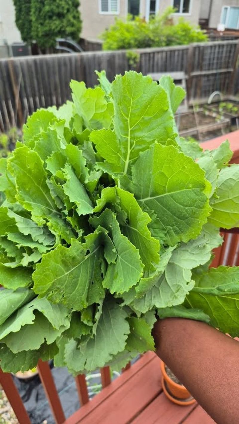 Fast Maturity Brings An Early Harvest Fast Maturity Brings An Early Harvest