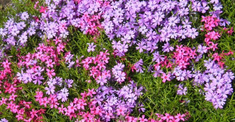 creeping phlox