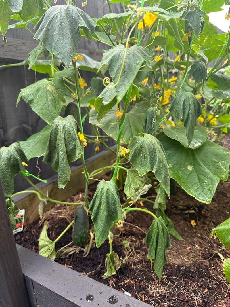 Fast Worsening Wilt Points To Bacterial Wilt