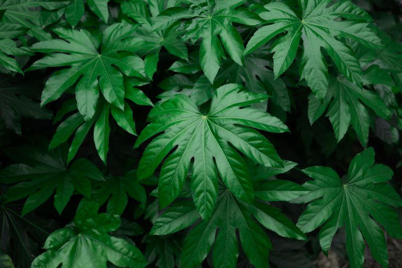 Fatsia Japonica Fatsia Japonica