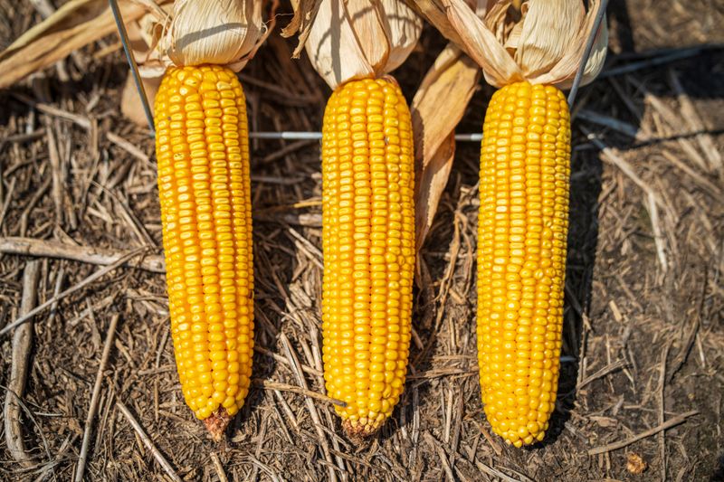 Favorable Soil Moisture During Ear Fill
