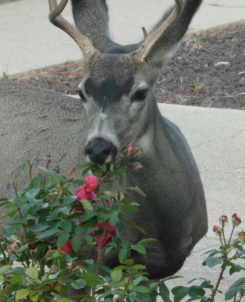 Favorite Plants Pull Deer Back In