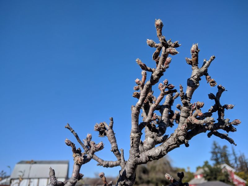 February: Prune Before Budbreak February: Prune Before Budbreak