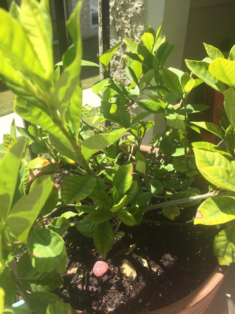 Feed Carefully During Active Growth