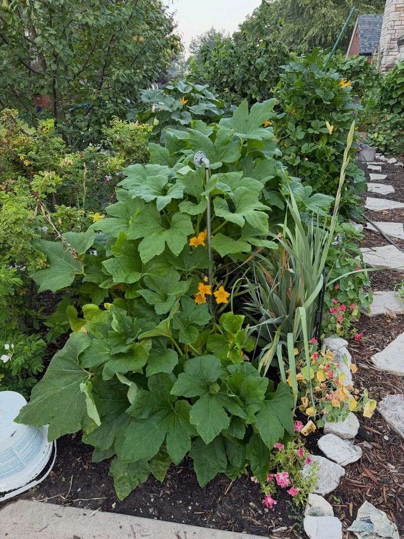 Feed Healthy Plants To Extend Production