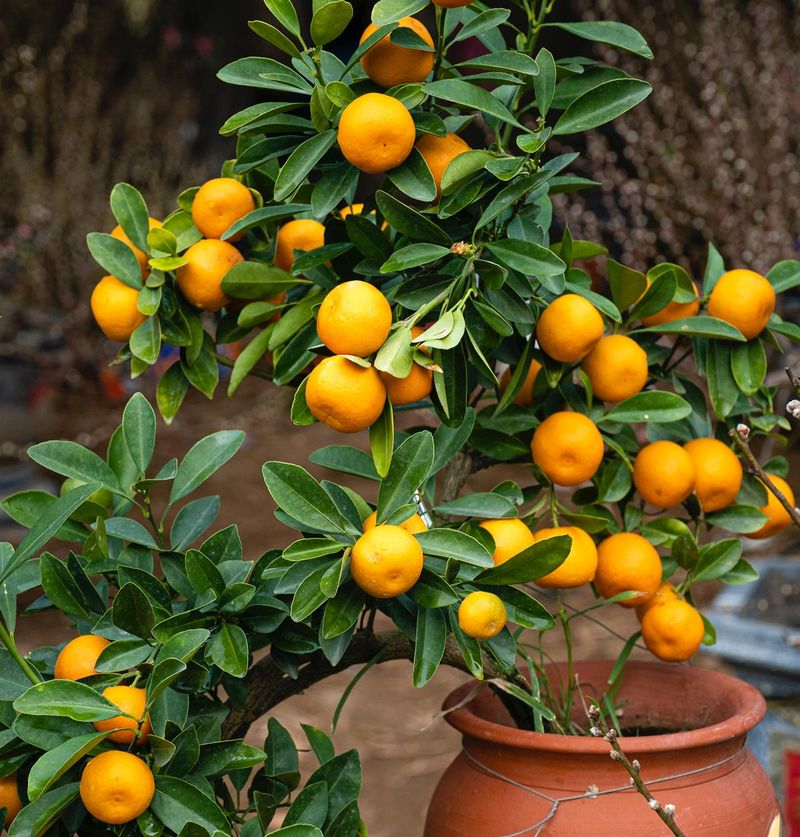 Feed It With A Citrus Fertilizer