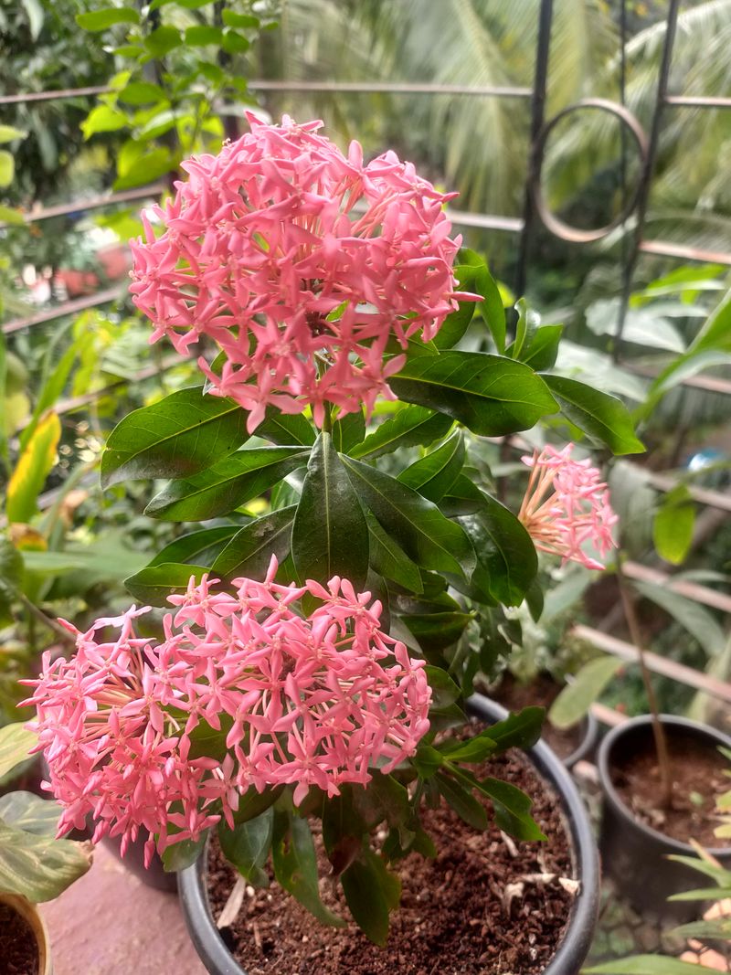 Feed Lightly While Blooms Keep Coming