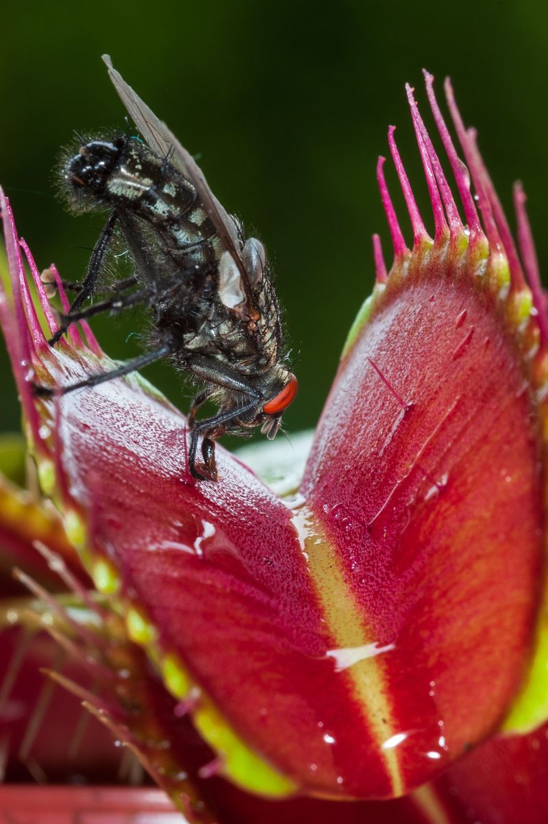 Feed Occasionally With Small Live Insects