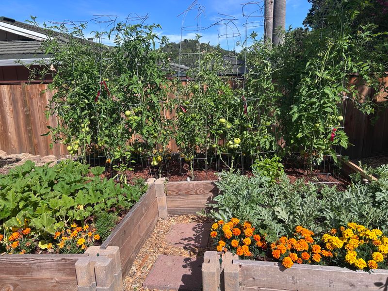 Feed Only After Plants Show Steady Growth