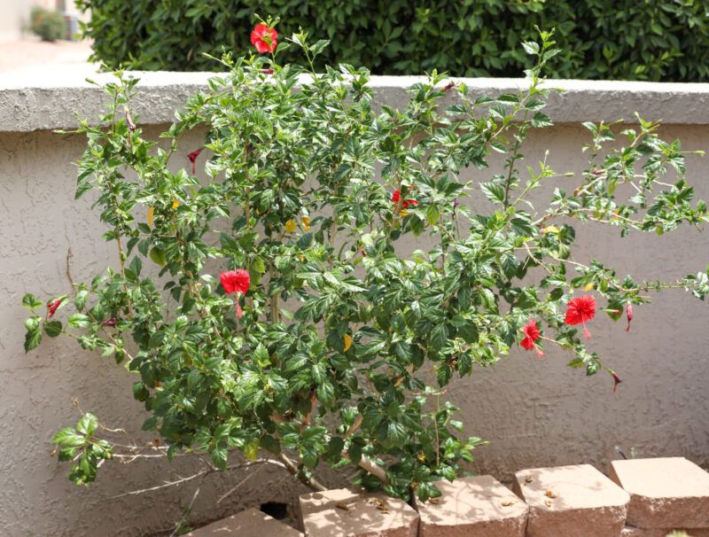 Feed Plants After Active Growth Returns Feed Plants After Active Growth Returns