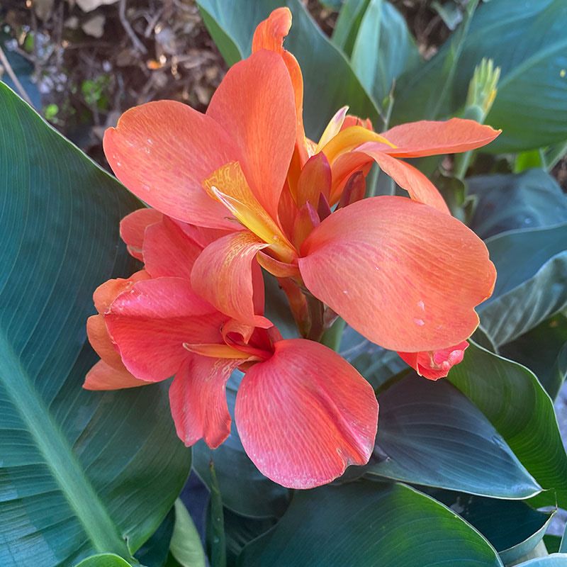Feed Plants To Support New Blooms