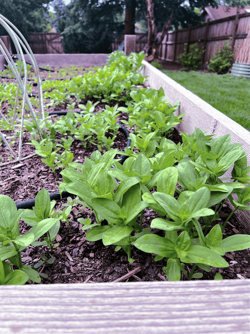 Feed Plants With Balanced Nutrition For Growth