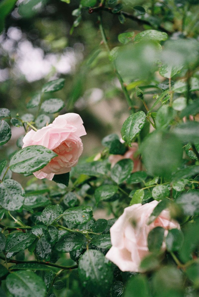 Feed Roses, Water Before And After