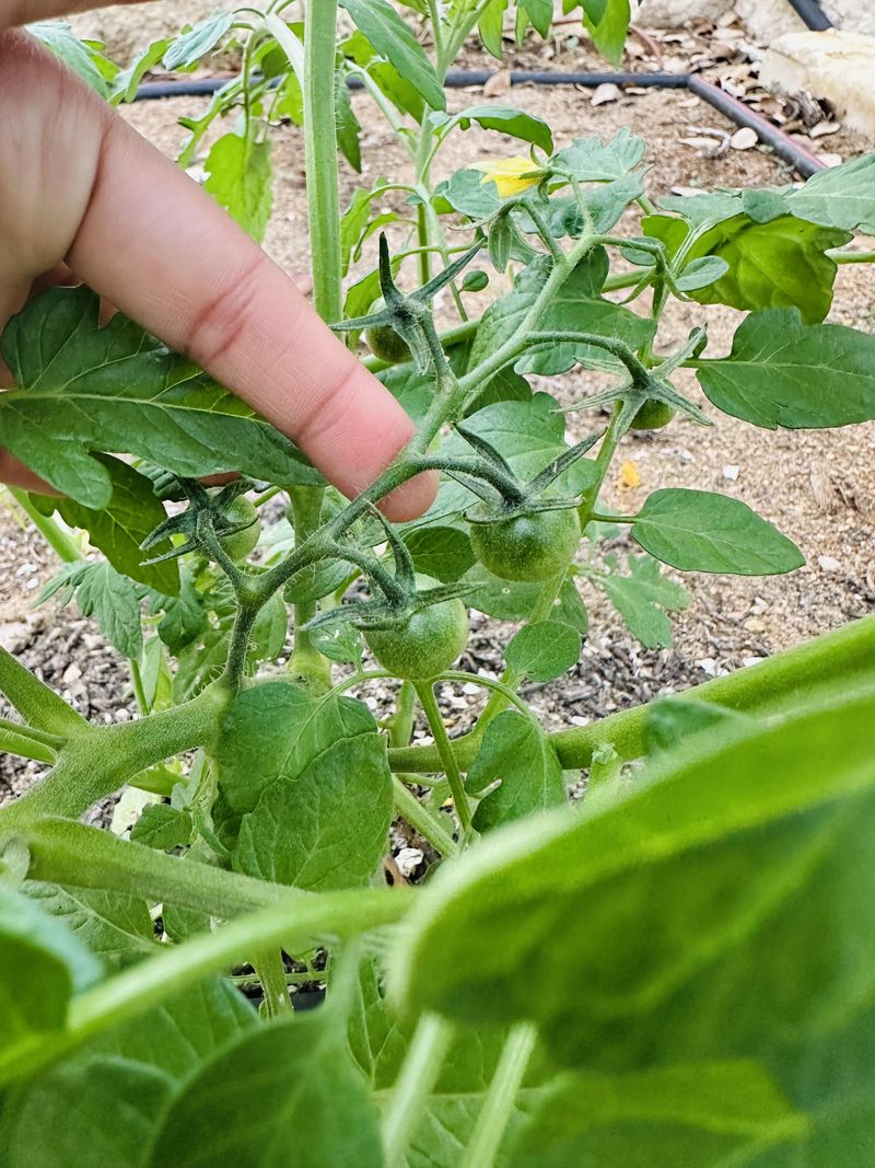 Feed Tomatoes Carefully Once Fruit Starts Setting Feed Tomatoes Carefully Once Fruit Starts Setting