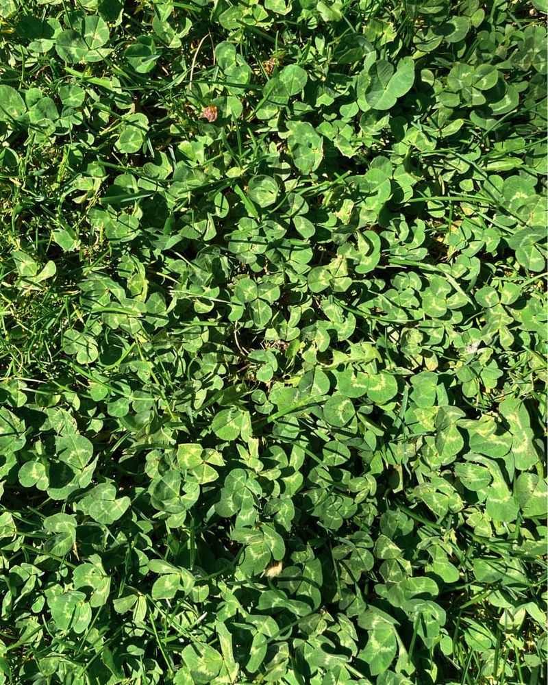 Feed Turf On The Right Schedule Feed Turf On The Right Schedule