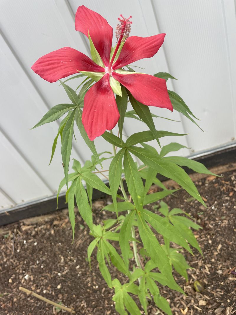 Feed When New Growth Returns Feed When New Growth Returns