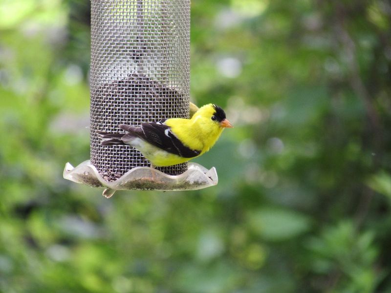 Feeders Bring Them Closer