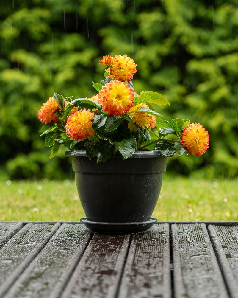 Feeding And Watering For Nonstop Flowering Feeding And Watering For Nonstop Flowering