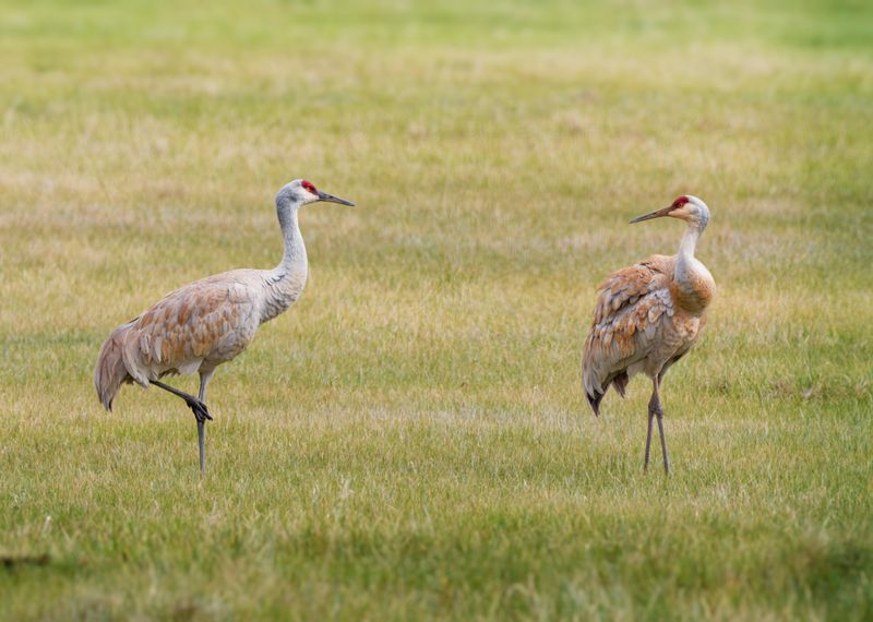 Feeding Makes Visits Riskier Feeding Makes Visits Riskier