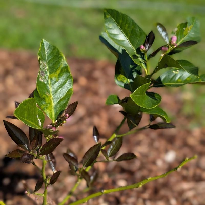 Feeding Nitrogen Too Late Pushes Growth Feeding Nitrogen Too Late Pushes Growth