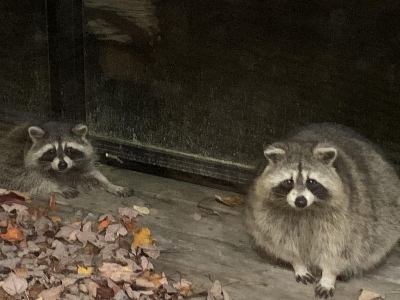 Feeding Pets Indoors Breaks The Pattern