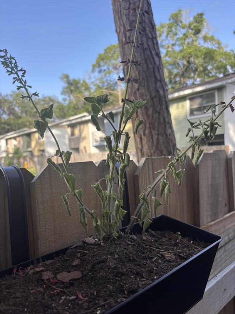 Feeding Too Much Before Strong Roots Form