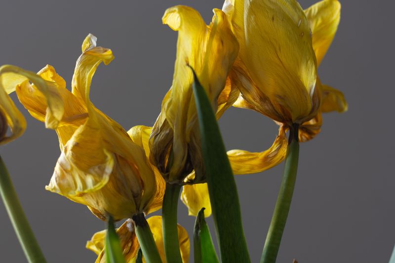 Feel For Wilting Despite Consistently Moist Soil Feel For Wilting Despite Consistently Moist Soil