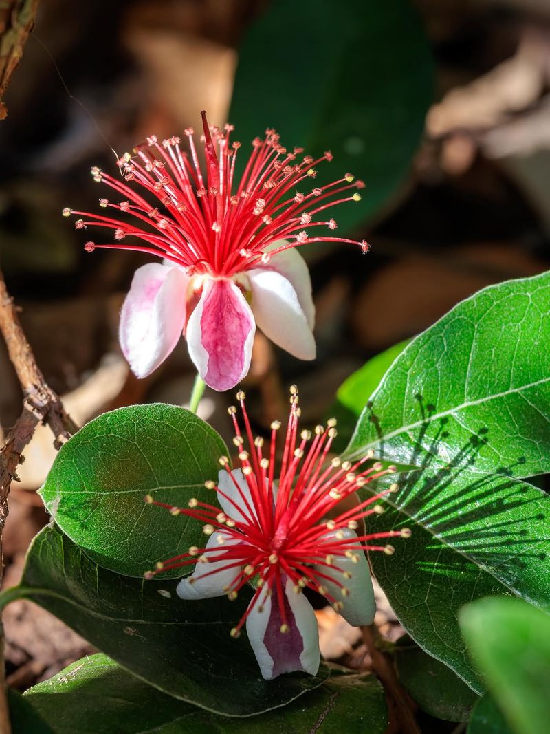 Feijoa Gives Patios Evergreen Structure