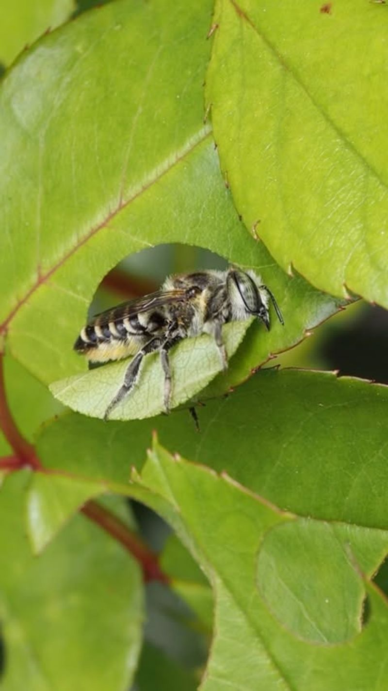 Female Bees Use The Leaves To Line Nest Cells Female Bees Use The Leaves To Line Nest Cells