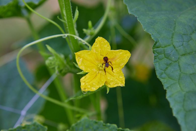 Female Flowers Are Not Receiving Enough Pollination