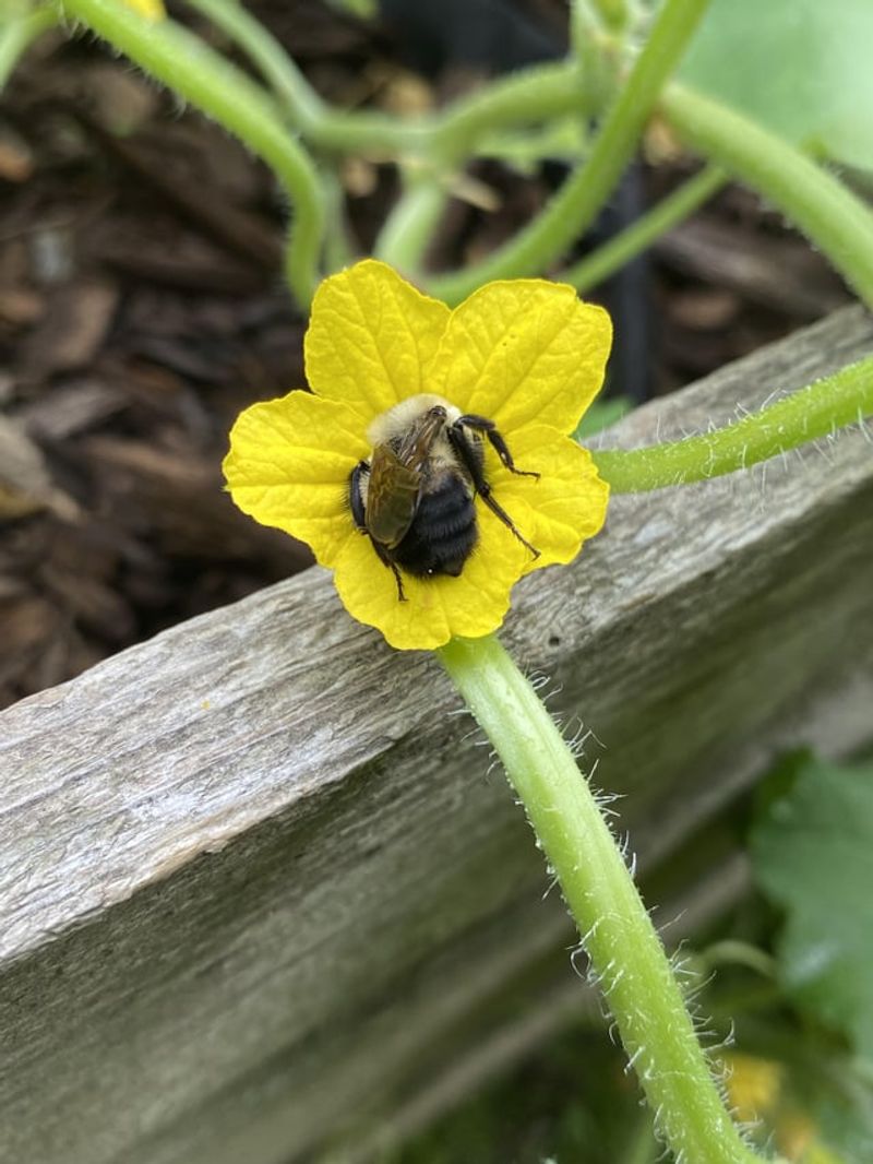 Female Flowers Need Pollination To Set Fruit Female Flowers Need Pollination To Set Fruit