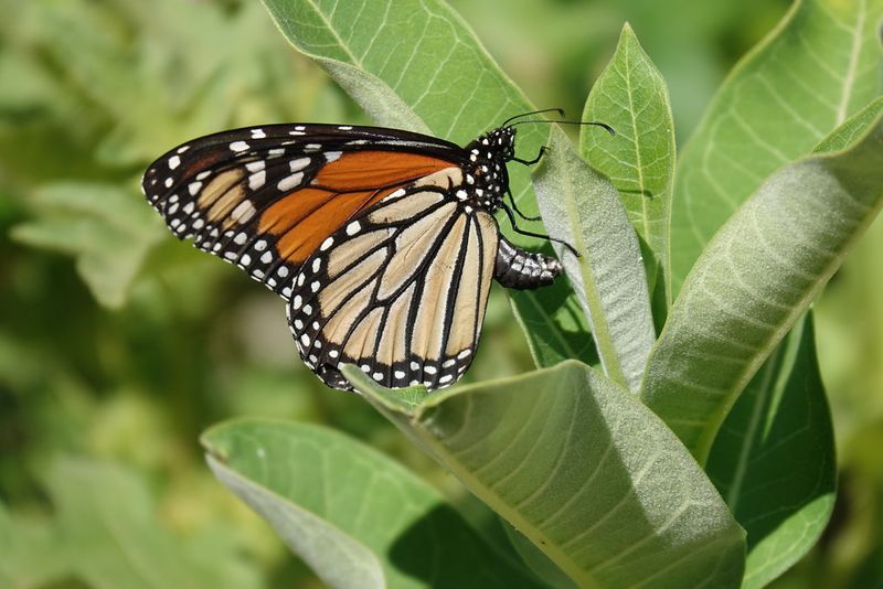 Female Monarchs Lay Their Eggs On Milkweed Leaves Female Monarchs Lay Their Eggs On Milkweed Leaves