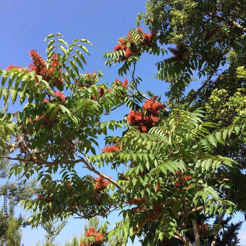 Female Trees Produce Large Seed Clusters Female Trees Produce Large Seed Clusters