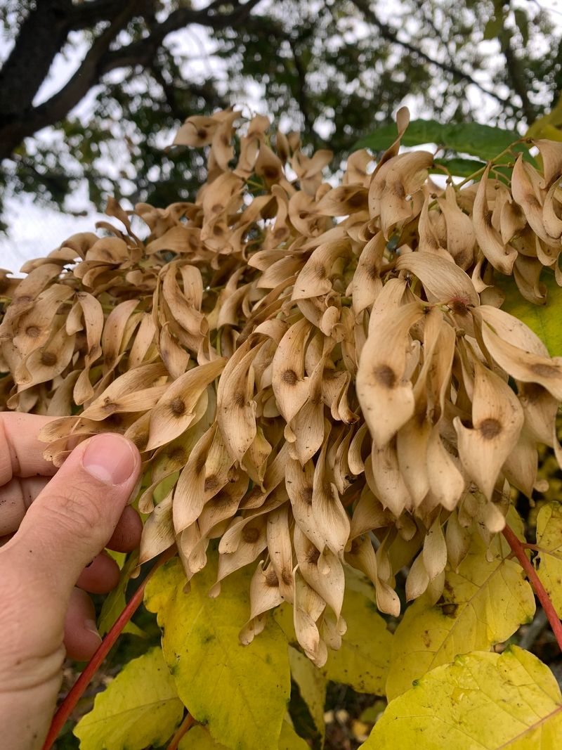 Female Trees Spread The Problem
