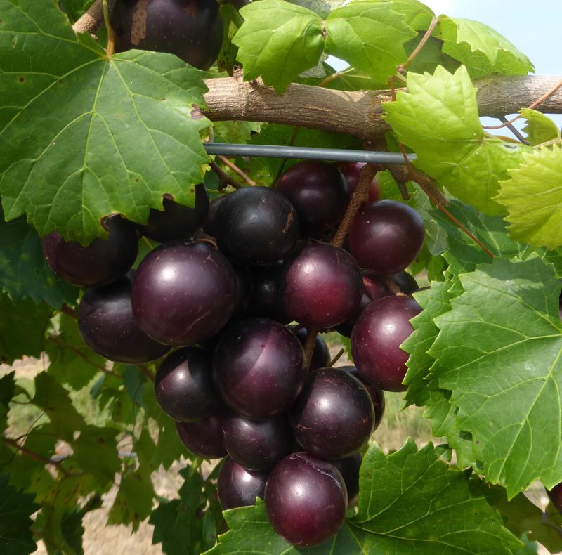 Female Varieties Need A Pollinating Partner Female Varieties Need A Pollinating Partner