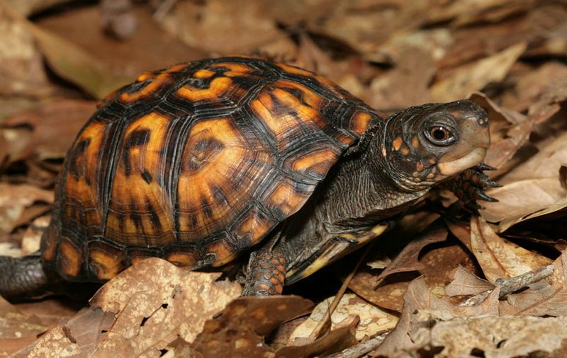 Females Could Be Searching For Nesting Spots Females Could Be Searching For Nesting Spots