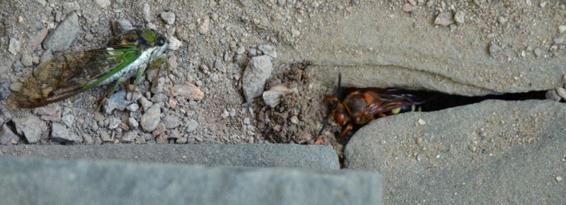 Females Dig Burrows To Store Cicadas