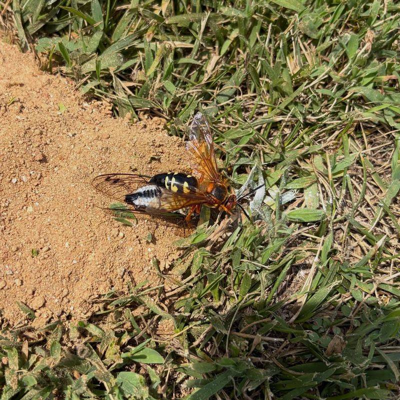 Females Paralyze Cicadas To Feed Their Young