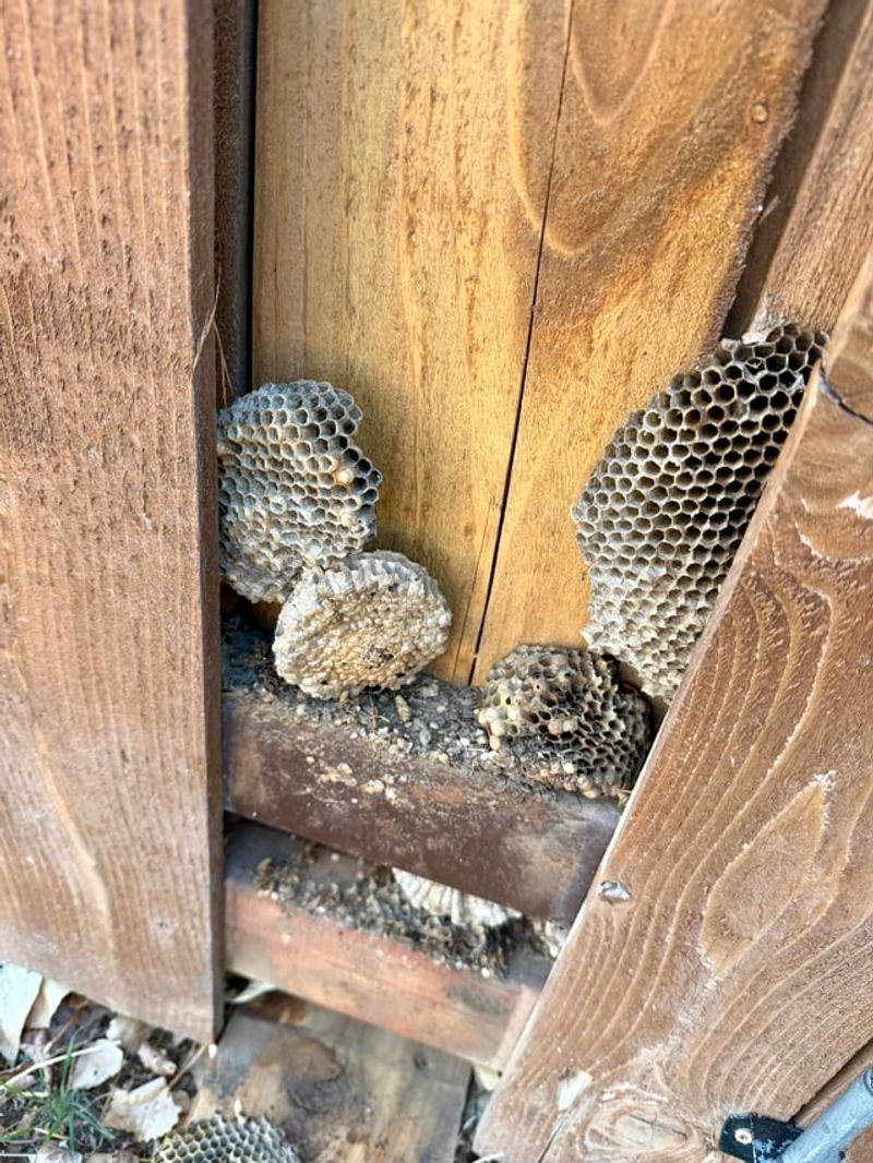 Fence Gaps Give Wasps Hidden Cover Fence Gaps Give Wasps Hidden Cover