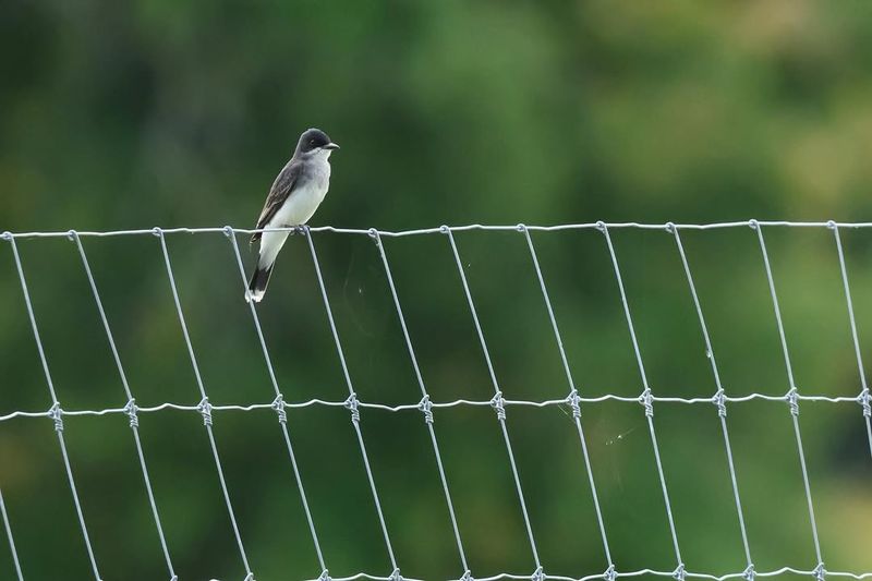 Fence Posts Create Ideal Hunting Perches Fence Posts Create Ideal Hunting Perches