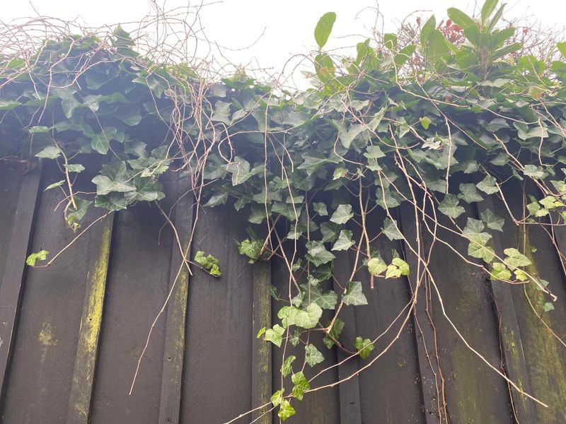 Fence Repair Depends On Fault