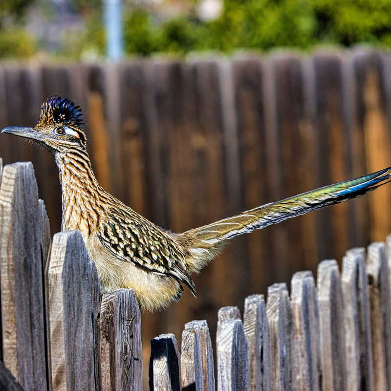 Fences Are Not Much Of A Barrier