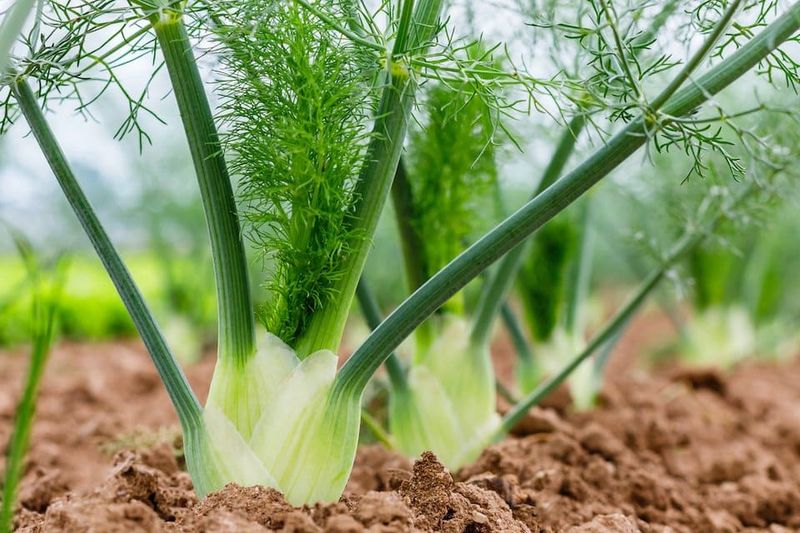 Fennel Fennel