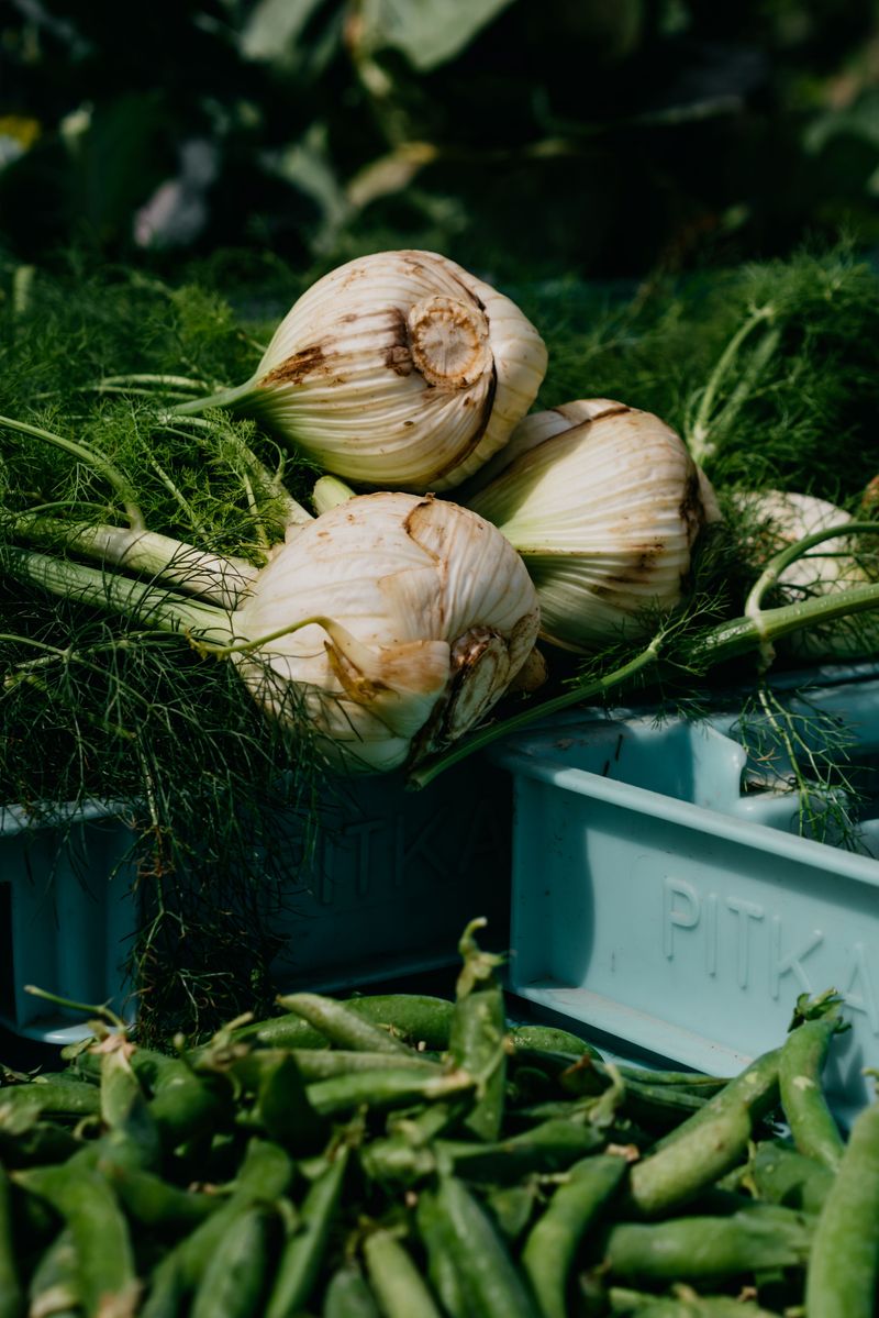 Fennel